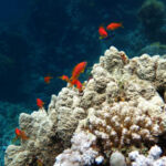 goprodive-tauchschule6